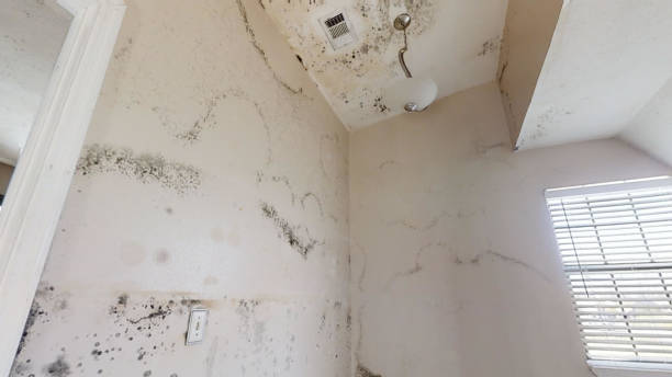Best Flood Damage  in Miami Shores, FL
