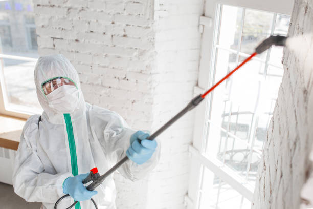 Professional Mold Removal in Miami Shores, FL